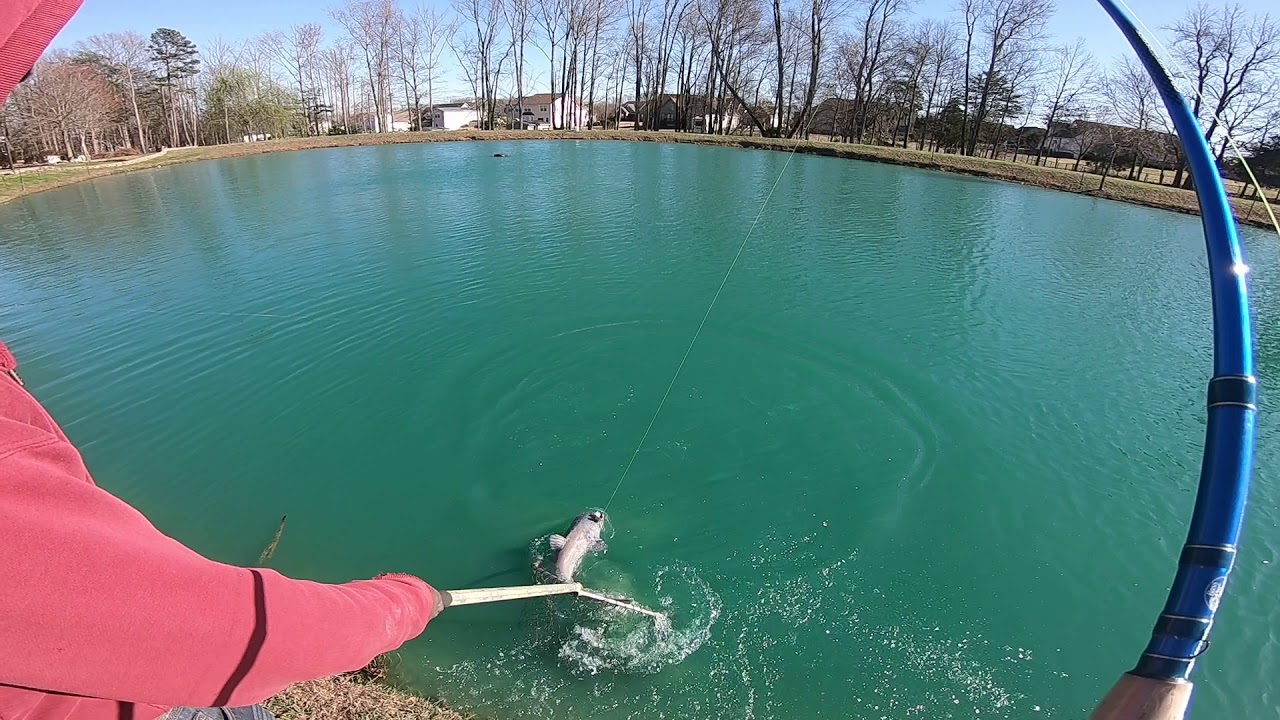 13lb catfish Inman sc