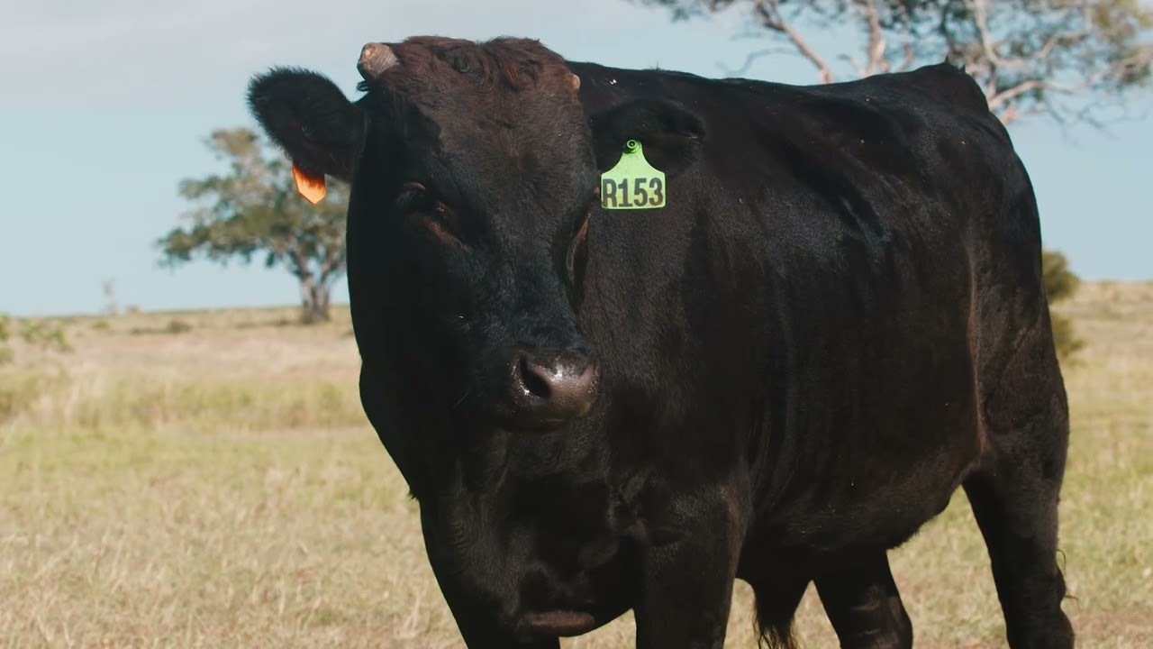 2022 Elite Wagyu Sale Lot 19 SPRFR153 YouTube