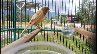 SUARA RIWIKAN KENARI PAUD JANTAN,TERBUKTI APUH UNTUK PANCINGAN KENARI PAUD AGAR CEPAT BUNYI