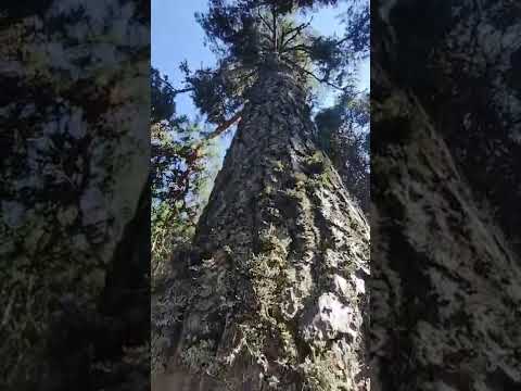 Video: Ağaç Likenleri: Ağaç Kabuğunda Liken Tedavisi