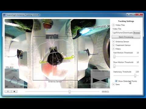 Real-time Tracking Of Insect Antennae With SwarmSight Software