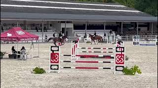 LILLY LOVELY DU CAILLOU (KANNAN x DOLLAR DU MURIER) 7 years old mare - CYCLES GESVES