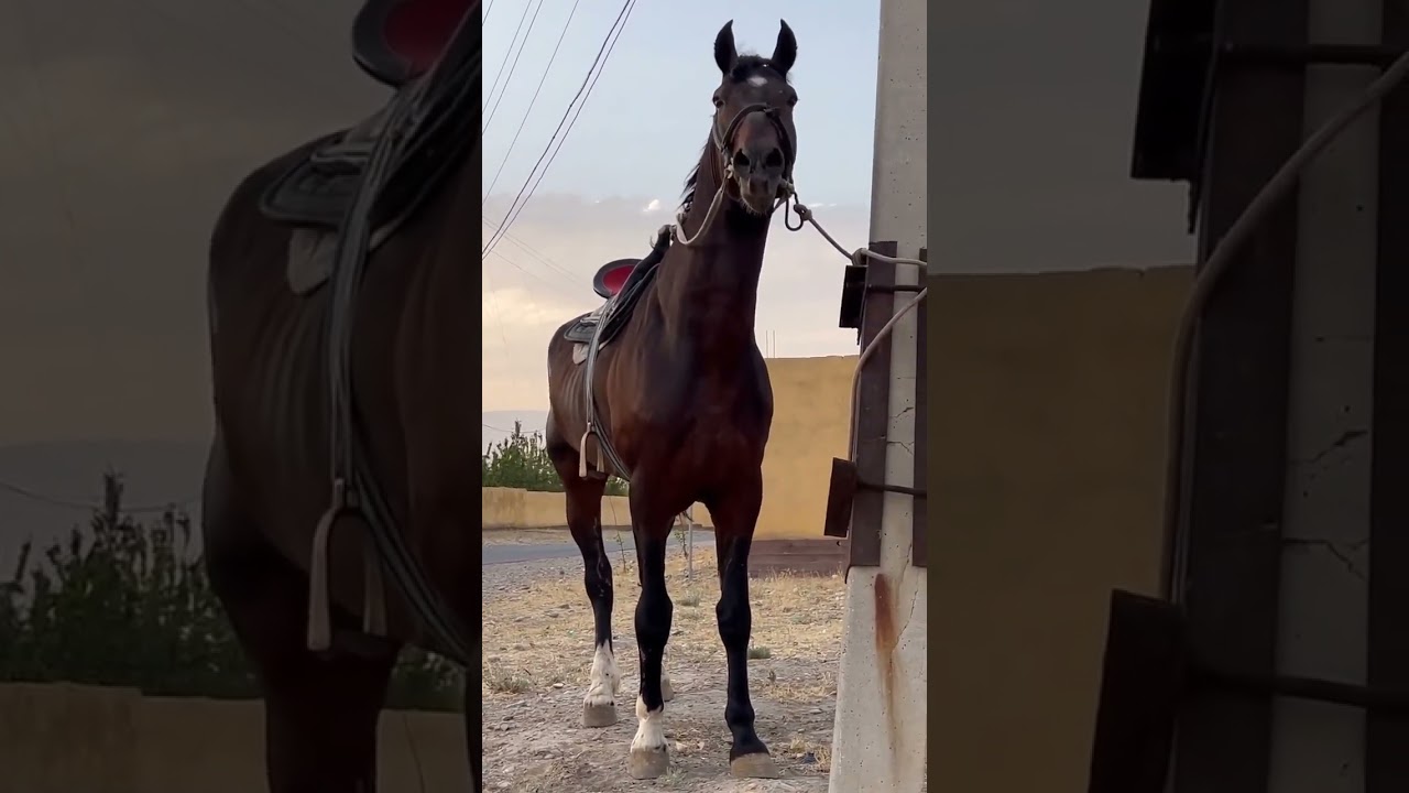 Ot haqida tush tabri