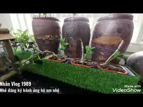 Video Hồ Cá Koi Tiểu Cảnh Đẹp - Cá Koi Ăn Trên Tay - Mẫu Hồ... - youtube