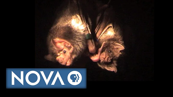 Vampire Bats Who Share Blood With Their Friends - DayDayNews
