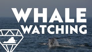 Whale Watching in Virginia Beach