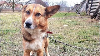 German Shepherd Chained To Fence Gets Rescued, But Then We Found Out His Story