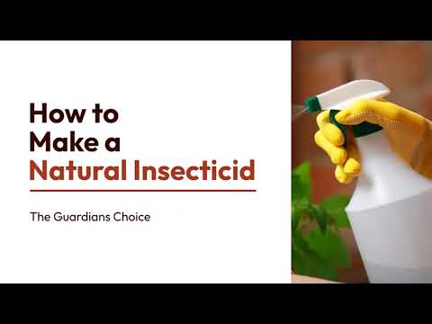 Video: Metodi di controllo degli insetti Boxelder - Come sbarazzarsi degli insetti Boxelder nei giardini