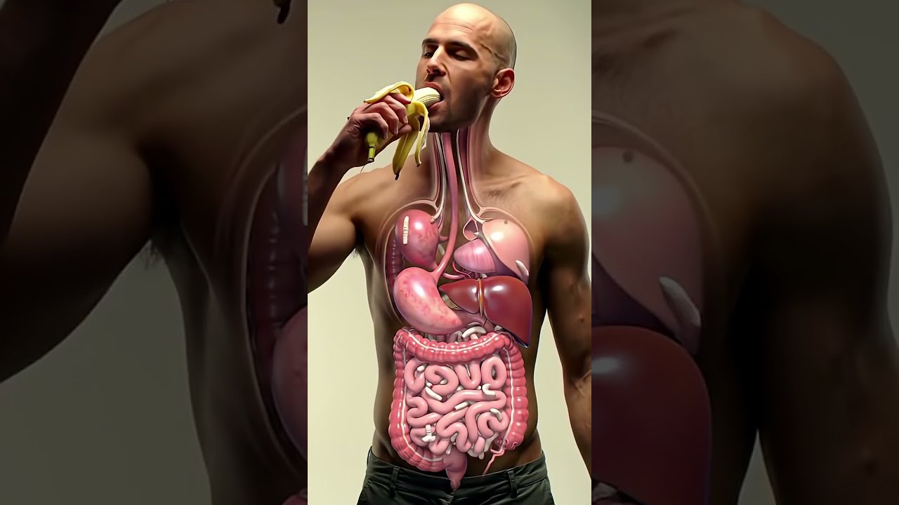 Inside Your Gut 3D Animation Of Banana Digestion