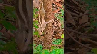 Squirrel Playing Hide And Seek