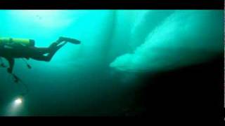 Censo de Vida Marina