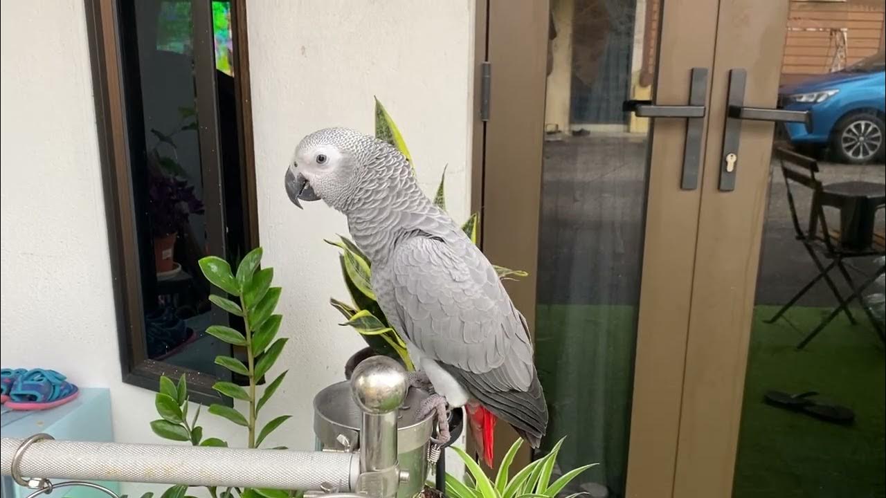 Marvell the african grey parrot’s morning call. YouTube
