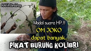 PIKAT BURUNG KECIL DENGAN MP3