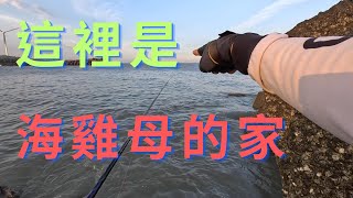 海雞母之家 難得四人行通通有獎