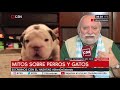 Mitos sobre perros y gatos - Médico veterinario Juan Romero