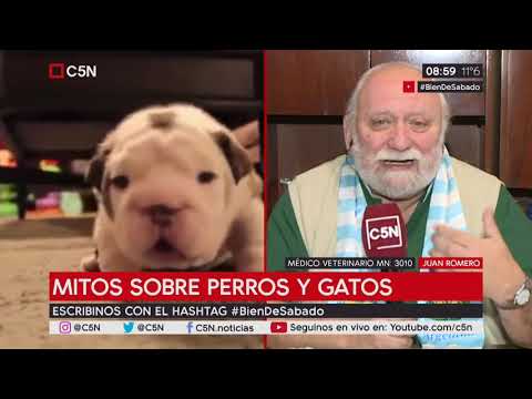 Video: Ejecutando los números: lo que este veterinario gasta en sus mascotas