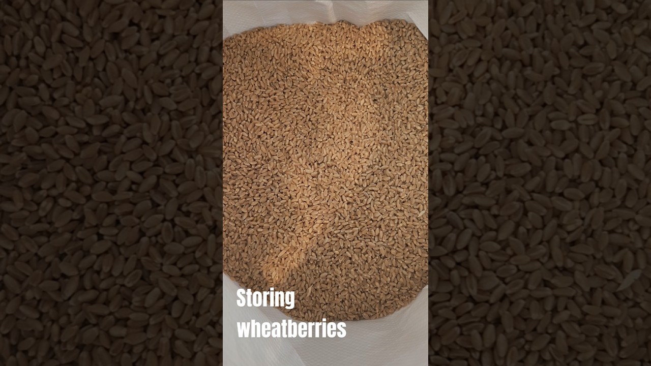 How I Store a 50lb Bag of Local Wheatberries