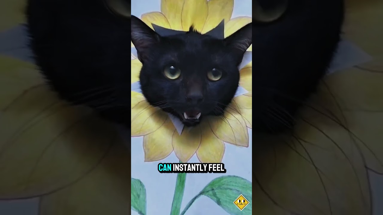 Why Cats Avoid Certain Rooms in Your Home 🚪