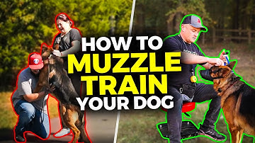 Muilkorftraining GEMAKKELIJK gemaakt voor IEDERE hond - Maak deze fout niet!