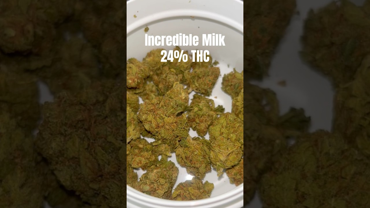 Cannamedical Incredible Milk Hybrid Forte 24%THC 