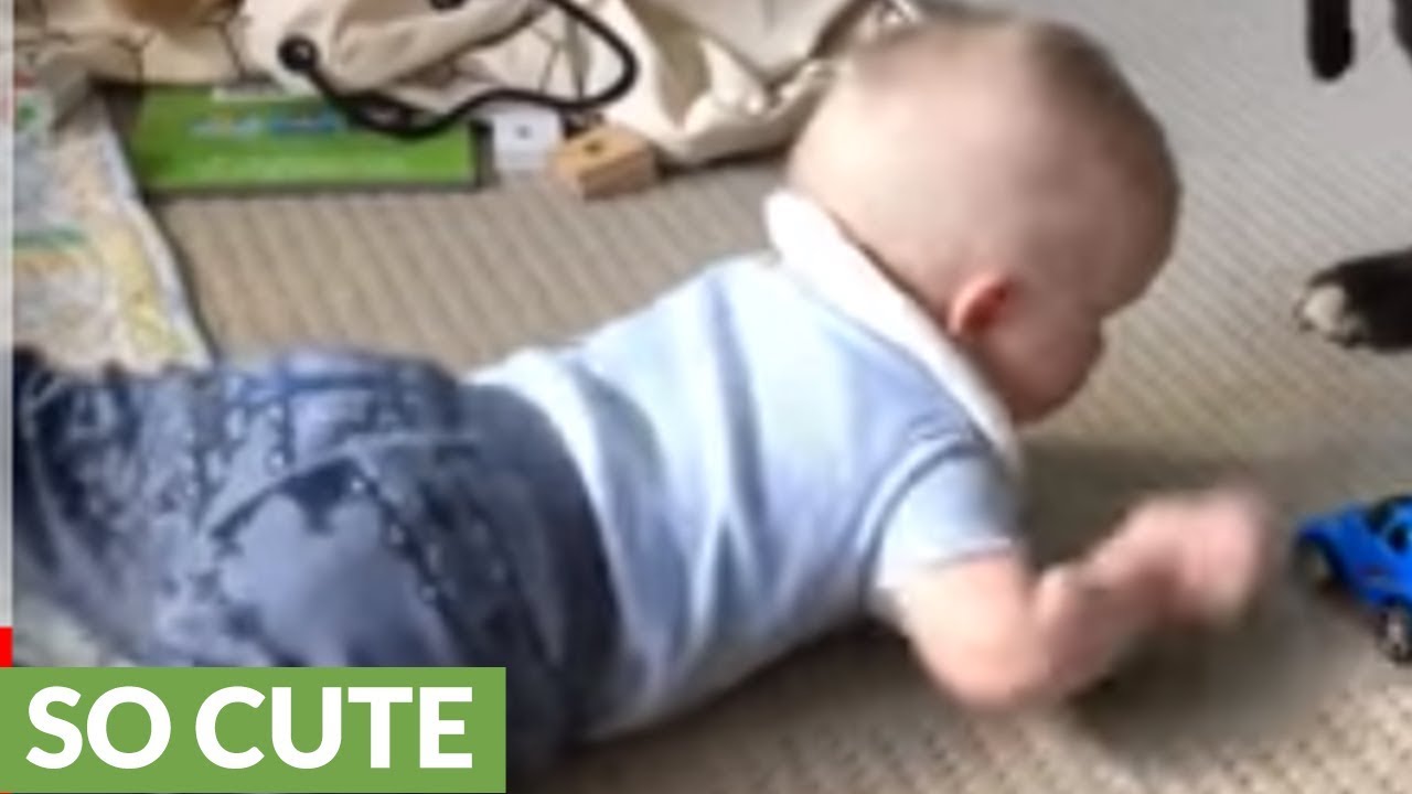 videos for cats Doggy gives toy to baby to stop crying