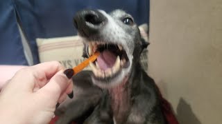 Greyhound eats carrot
