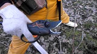 幻の洋梨（ル・レクチエ）を剪定するフランス製替え刃式電動剪定ハサミ