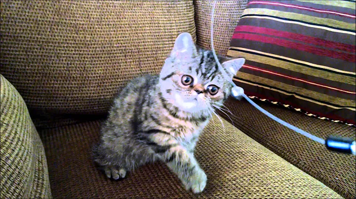 Watch the video about Mr. Winkleman, Exotic Shorthair kitten playing =^..^=