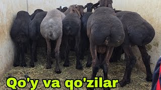 Romitan qo'rgon mol bozori qo'y va echkilar narxlari 19 июня 2025 г.