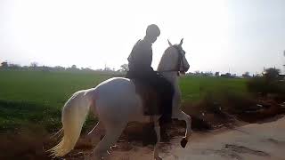 horse riding #2023 #subscribe #shortvideo