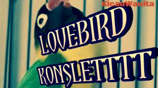 Lovebird ini konslet parah