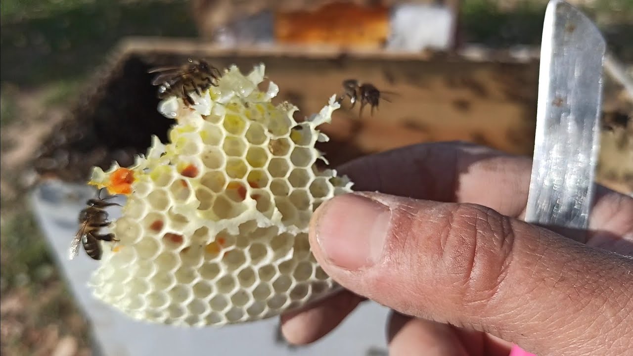 اصطياد أول طرد نحل سنة 2022 بوسائل بسيطة جدا ،