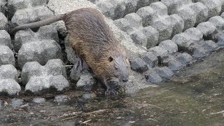 (4K)京都・亀岡 平の沢池 野生のヌートリア - Wild Nutria In Kyoto (4K)京都・亀岡 平の沢池 野生のヌートリア - Wild Nutria In Kyoto