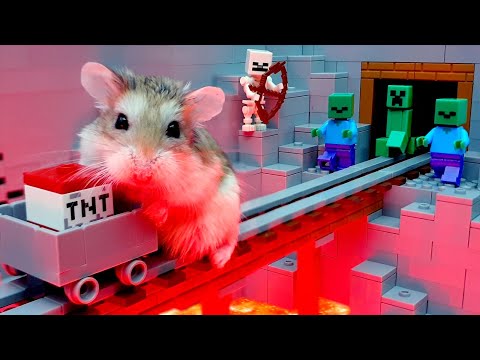 MAJOR HAMSTER in TEMPLE MAZE with TRAPS #hamster #maze #story