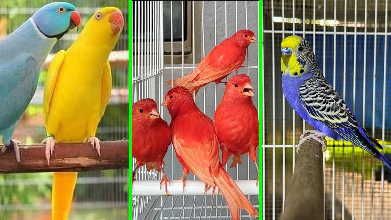 FEIRA DE PÁSSAROS EXÓTICOS DE CARUARU PE 27 11 2025 1