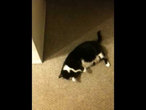 Kitty on Krack