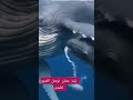 مشهد لن تراه الا مره في حياتك حوت يرضع صغيره