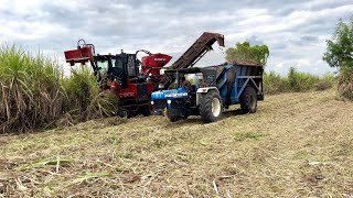 Sugarcane harvesting load into tractor |new holland tractor| |ss saikumar| |tractor videos|