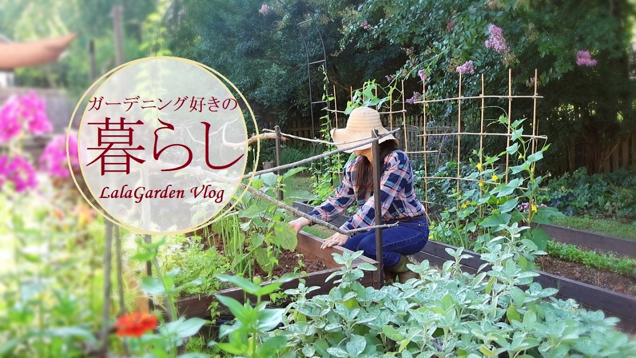 【ガーデニングと暮らしのVlog】夏の庭と夏野菜・収穫を食卓へ・LalaGarden Vlog