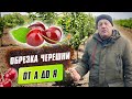 Обрезка черешни от А до Я. Особенности обрезки и формировки кроны черешни.