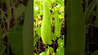 #amazing bottle Gourd Vertical Gardening #gardening #bottlegourd #organicvegetable #vegetable