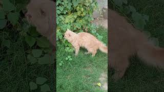cat treatment with gross 🤢#animals #foryou #tranding #cats #cat
