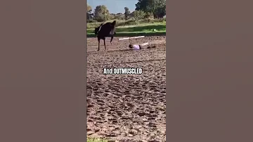 Woman Can Win Horses Edit Woman SpringEquestrian 