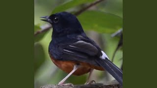 Download Lagu SUARA BURUNG MURAI BATU GACOR Download Lagu SUARA BURUNG MURAI BATU GACOR
