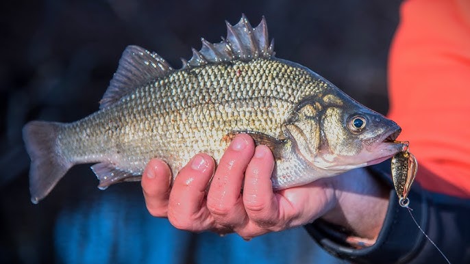 The ONLY 5 White Perch Baits That Matter! 