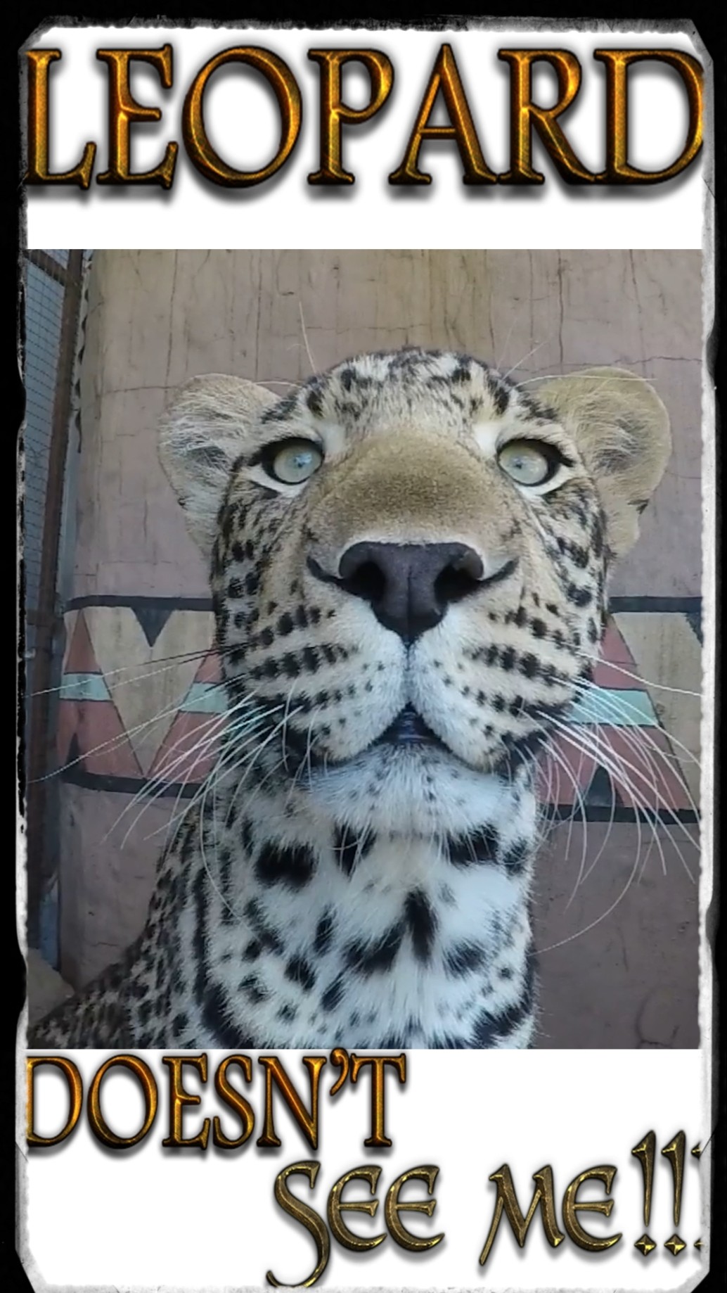 CARA REOPARD (I’M NO’T A TROPHY) CARA REOPARD (I'M NO'T A TROPHY) BADGES