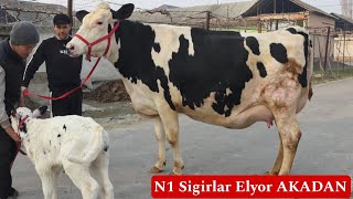 2026 Eng Yirik Va Uddarlari Siz Uchun DJIGAR Elyor Aka Yaxshi Inson 