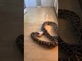 You Don’t Want To MISS This Rocky Feeding Timelapse! 🔥🐍 #reptiles #snake #shorts