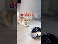 「逃げられると思った?😼」 #見守りロボット #見守りカメラ #ペットカメラ #猫のいる暮らし #romamini #ebo