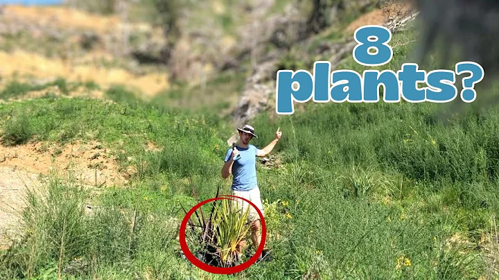 Turning Pine Plantation into a Native Forest – 1st Planting Day